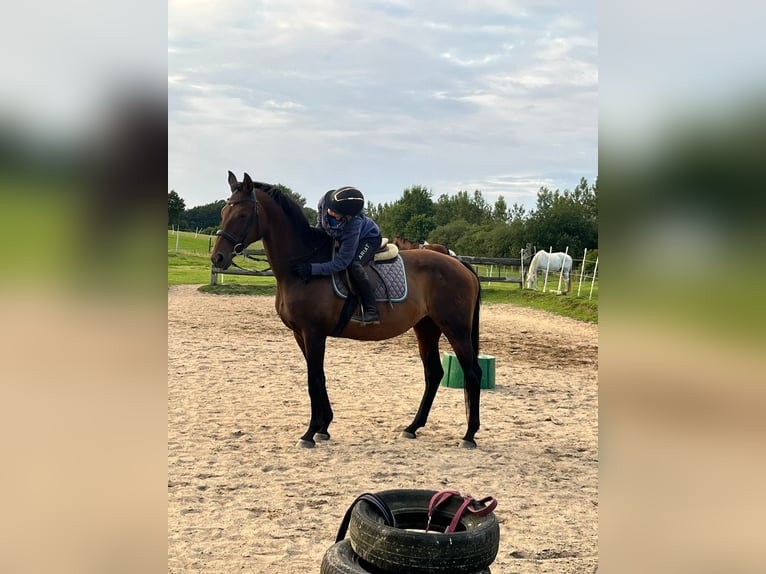 Trakehner Merrie 17 Jaar 165 cm Donkerbruin in Satrup