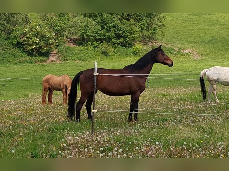 Trakehner Merrie 17 Jaar 167 cm Donkerbruin in Mauern