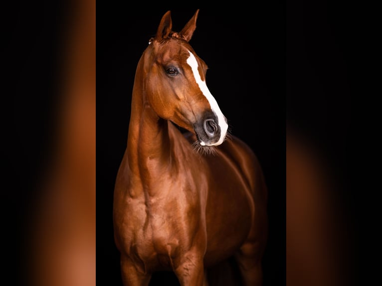 Trakehner Merrie 17 Jaar 167 cm Vos in Wolfenbüttel
