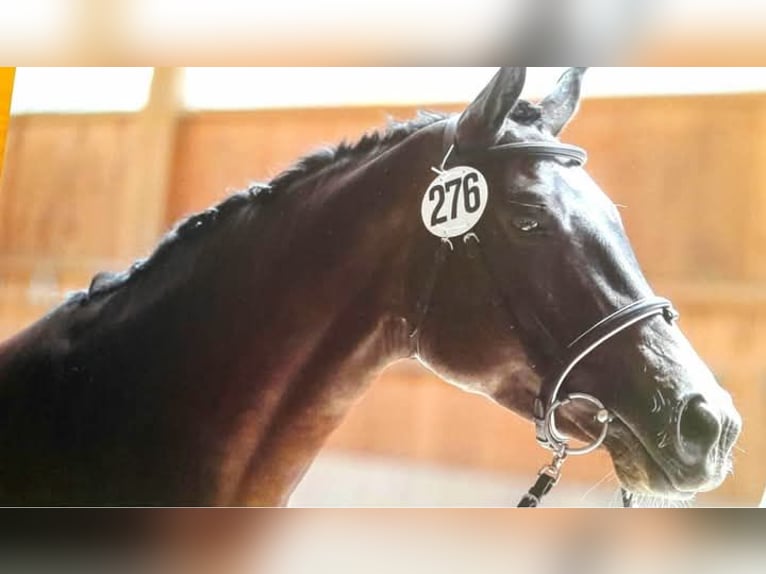 Trakehner Merrie 17 Jaar 167 cm Zwartbruin in Ingolstadt