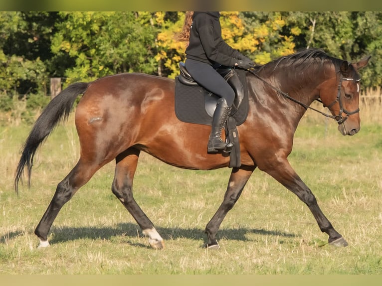 Trakehner Merrie 17 Jaar Bruin in Plessa