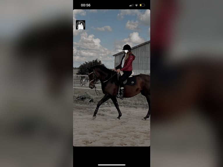 Trakehner Merrie 18 Jaar 160 cm Bruin in Mittelangeln