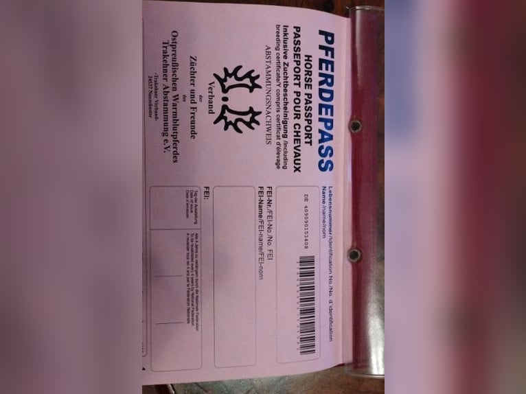 Trakehner Merrie 18 Jaar 165 cm Bruin in Fargau-Pratjau