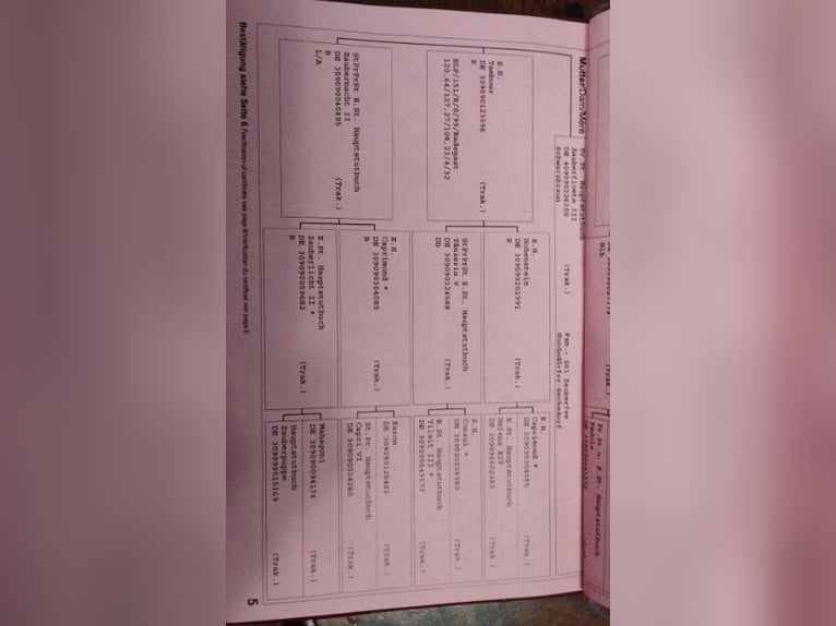 Trakehner Merrie 18 Jaar 165 cm Bruin in Fargau-Pratjau