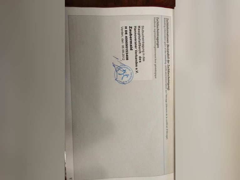 Trakehner Merrie 18 Jaar 165 cm Bruin in Fargau-Pratjau