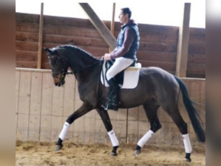 Trakehner Merrie 18 Jaar 168 cm Donkerbruin in Schlosshof