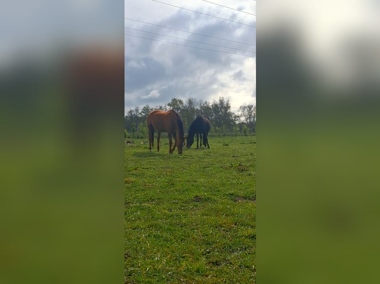 Trakehner Merrie 19 Jaar 165 cm  in Wagenfeld