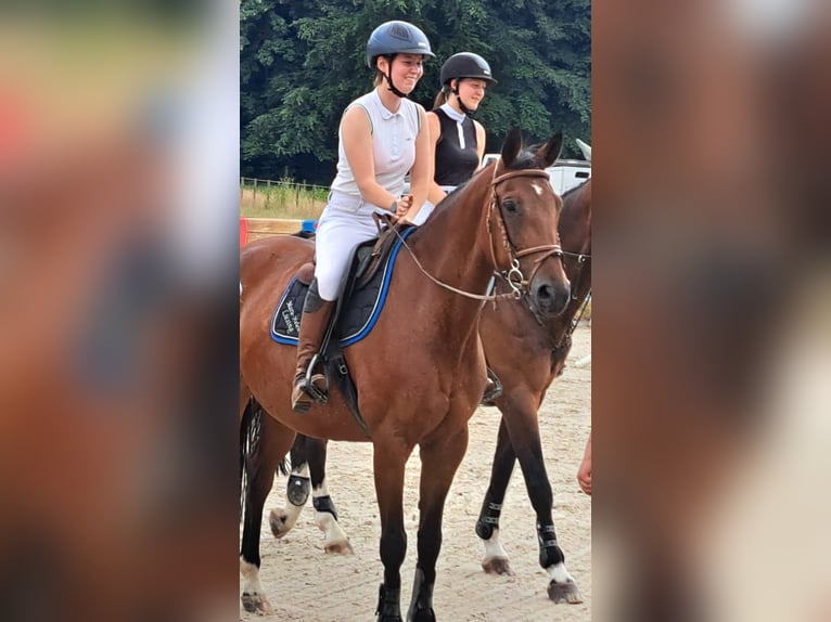 Trakehner Merrie 19 Jaar 165 cm in Melle