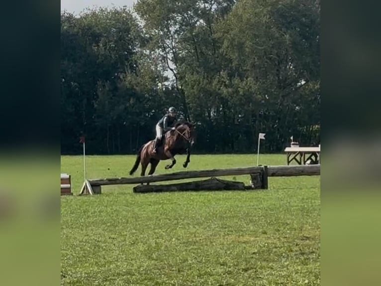 Trakehner Merrie 19 Jaar 165 cm in Melle