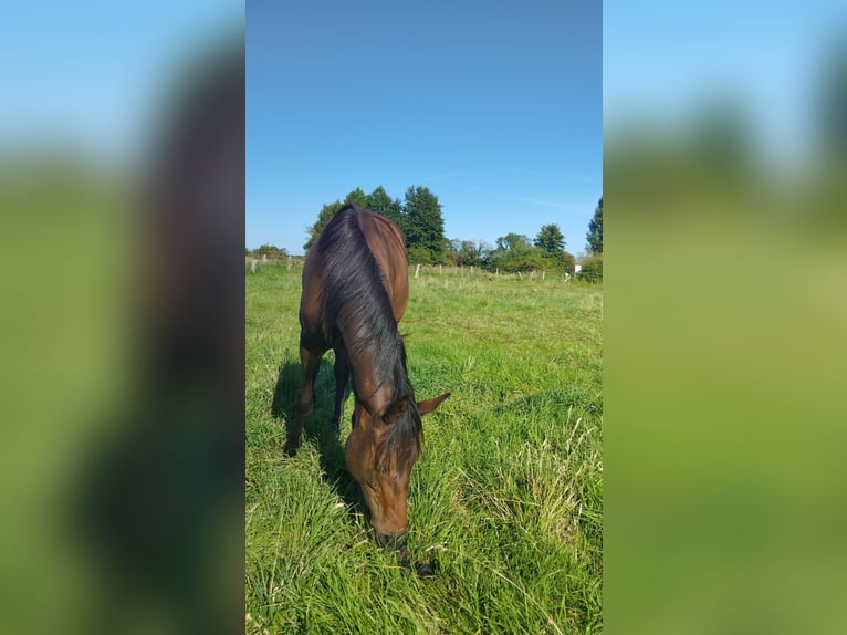 Trakehner Merrie 1 Jaar 150 cm Donkerbruin in Fargau Trakehner Merrie 1 Jaar 150 cm Donkerbruin in Fargau