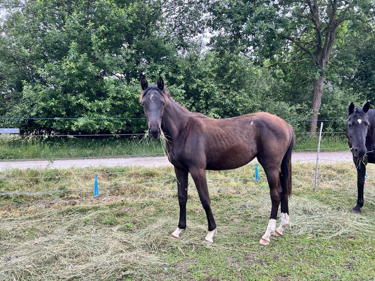 Trakehner Merrie 1 Jaar 150 cm Donkerbruin in Edemissen