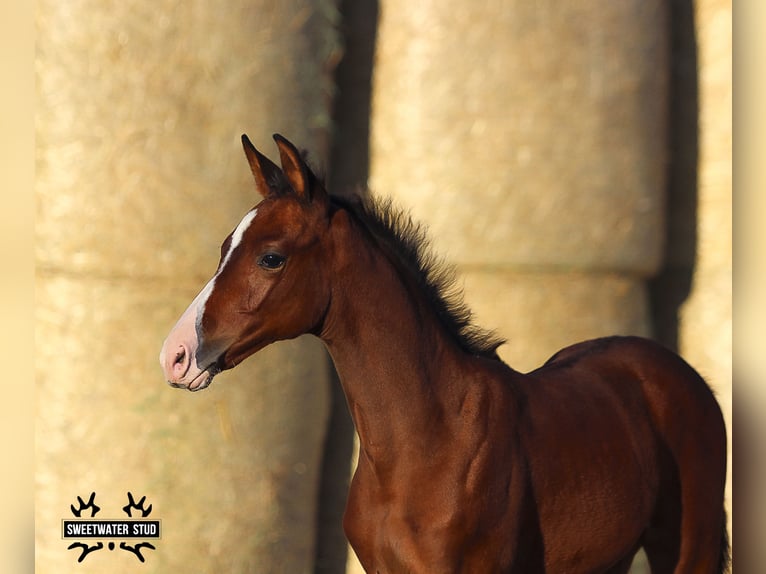 Trakehner Merrie 1 Jaar 165 cm Bruin in Aytos