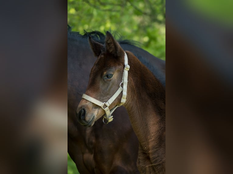 Trakehner Merrie 1 Jaar 165 cm Bruin in Wandlitz