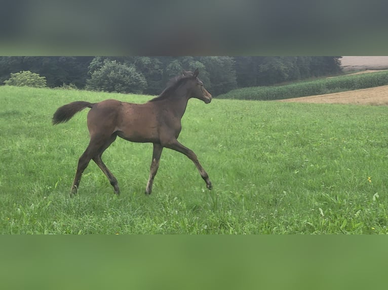 Trakehner Merrie 1 Jaar 165 cm Donkerbruin in Adelsried