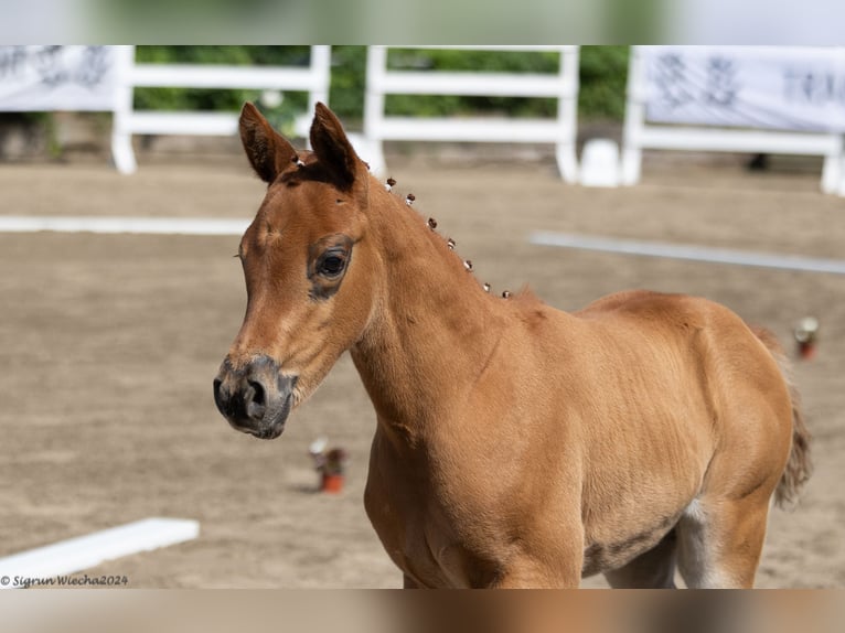 Trakehner Merrie 1 Jaar 165 cm in L&#xFC;dersdorf