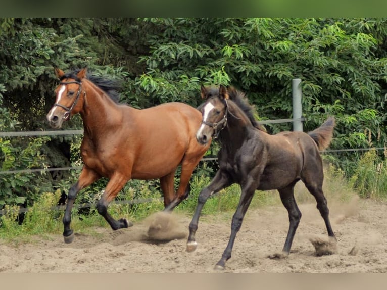 Trakehner Merrie 1 Jaar 165 cm Schimmel in Wandlitz