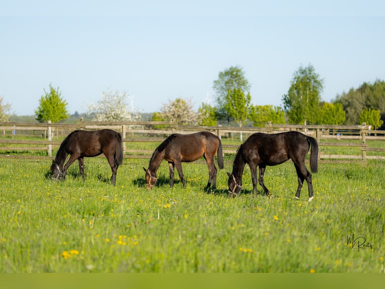 Trakehner Merrie 1 Jaar 166 cm Bruin in Braunshorn