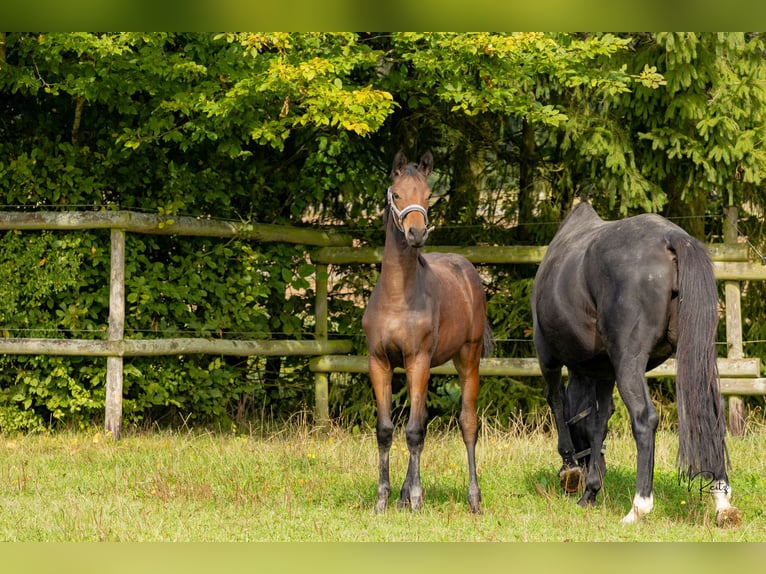 Trakehner Merrie 1 Jaar 166 cm Bruin in Braunshorn