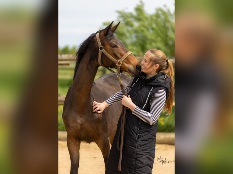 Trakehner Merrie 1 Jaar 166 cm Bruin in Braunshorn
