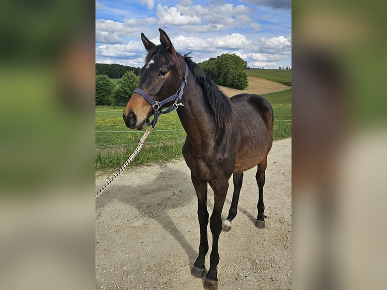 Trakehner Merrie 1 Jaar 166 cm Donkerbruin in Adelsried
