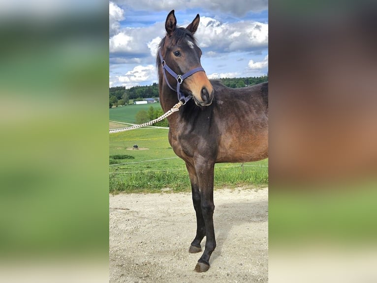 Trakehner Merrie 1 Jaar 166 cm Donkerbruin in Adelsried