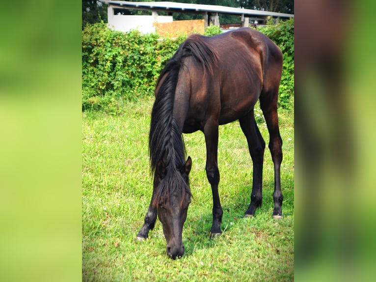 Trakehner Merrie 1 Jaar 167 cm Zwart in Sperenberg