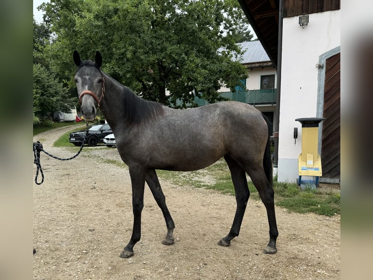 Trakehner Merrie 1 Jaar 167 cm Zwartschimmel in Rohrbach