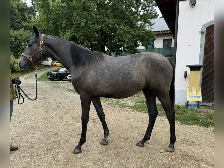 Trakehner Merrie 1 Jaar 167 cm Zwartschimmel in Rohrbach