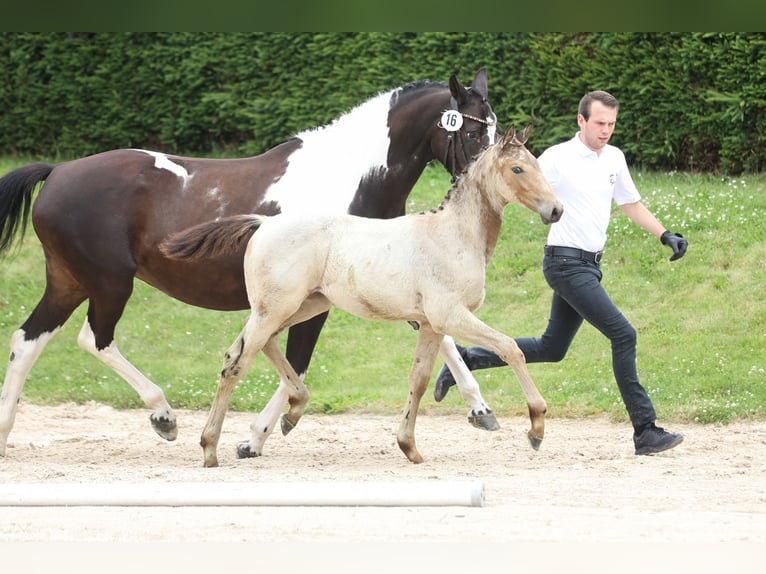 Trakehner Merrie 1 Jaar 168 cm Buckskin in Wolfhagen