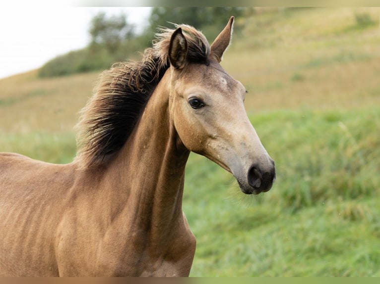 Trakehner Merrie 1 Jaar 168 cm Buckskin in Wolfhagen