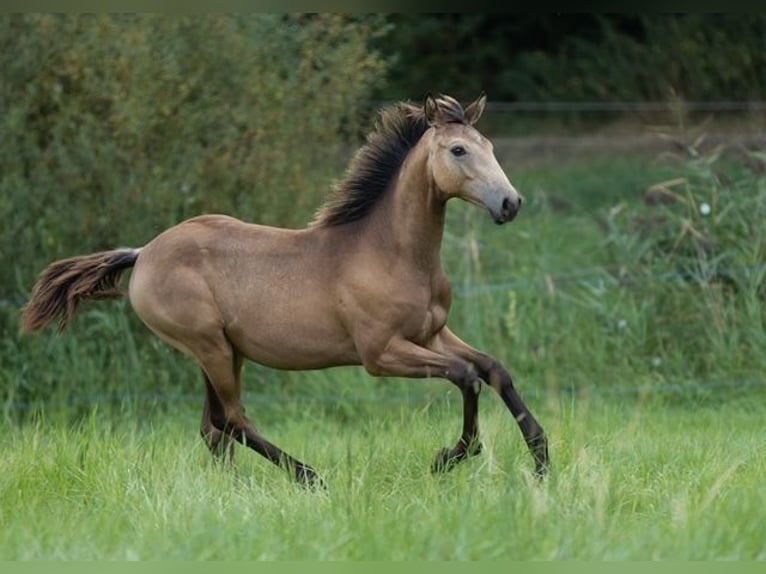 Trakehner Merrie 1 Jaar 168 cm Buckskin in Wolfhagen