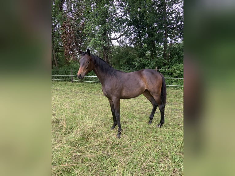 Trakehner Merrie 1 Jaar 168 cm Donkerbruin in SelkSelk