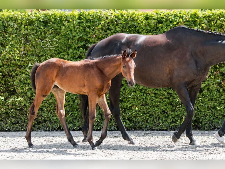 Trakehner Merrie 1 Jaar 168 cm Donkerbruin in SelkSelk