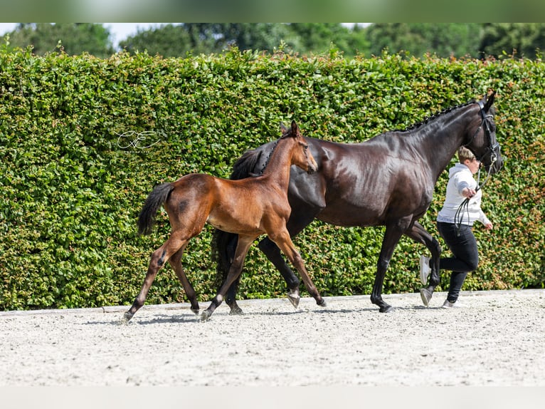 Trakehner Merrie 1 Jaar 168 cm Donkerbruin in SelkSelk