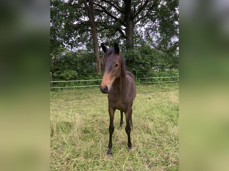 Trakehner Merrie 1 Jaar 168 cm Donkerbruin in SelkSelk