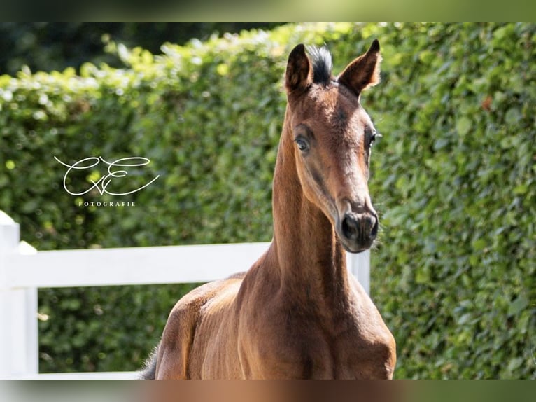 Trakehner Merrie 1 Jaar 168 cm Donkerbruin in SelkSelk