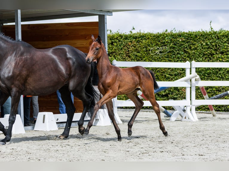 Trakehner Merrie 1 Jaar 168 cm Donkerbruin in SelkSelk