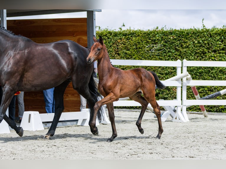 Trakehner Merrie 1 Jaar 168 cm Donkerbruin in SelkSelk