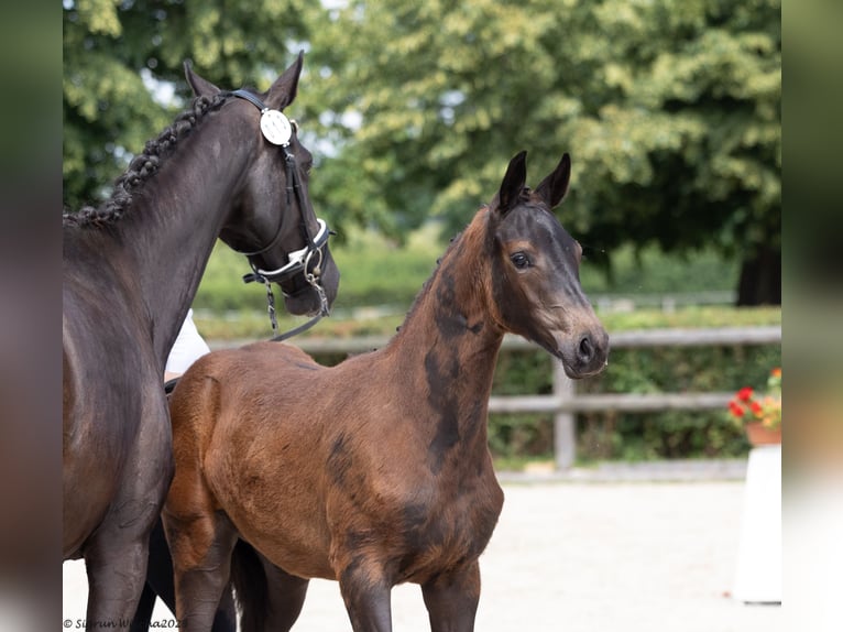 Trakehner Merrie 1 Jaar 168 cm Zwart in Löbau