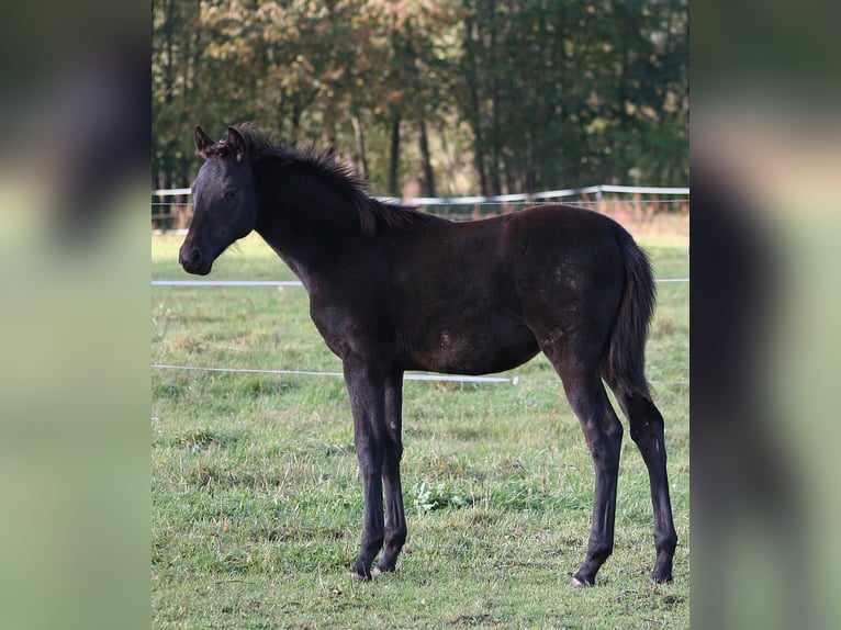 Trakehner Merrie 1 Jaar 169 cm Zwart in Sperenberg