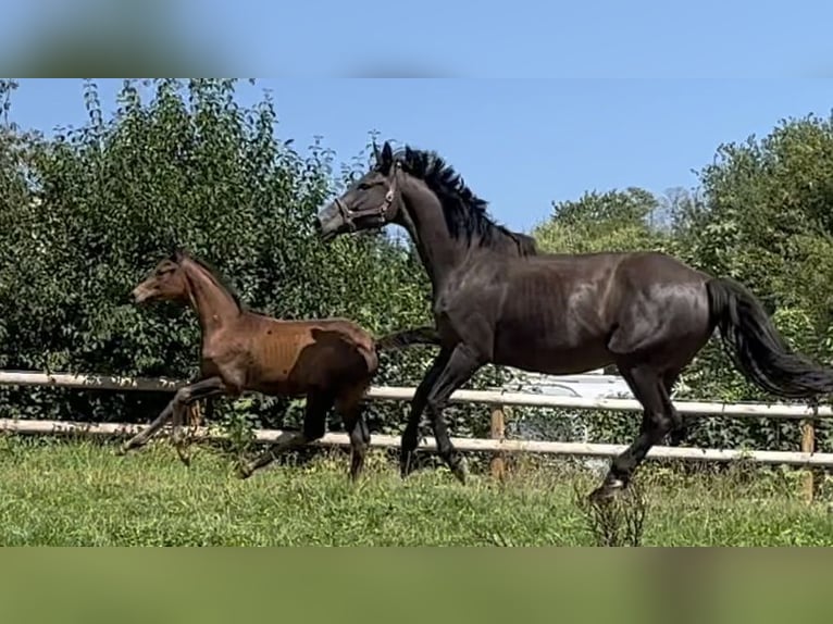 Trakehner Merrie 1 Jaar 170 cm Donkerbruin in Wehringen