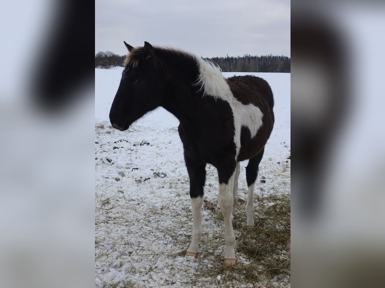 Trakehner Merrie 1 Jaar 170 cm Gevlekt-paard in Ruila