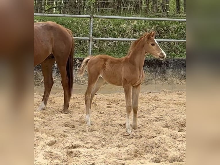 Trakehner Merrie 1 Jaar 170 cm Vos in Wehringen