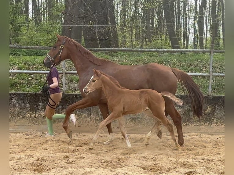 Trakehner Merrie 1 Jaar 170 cm Vos in Wehringen