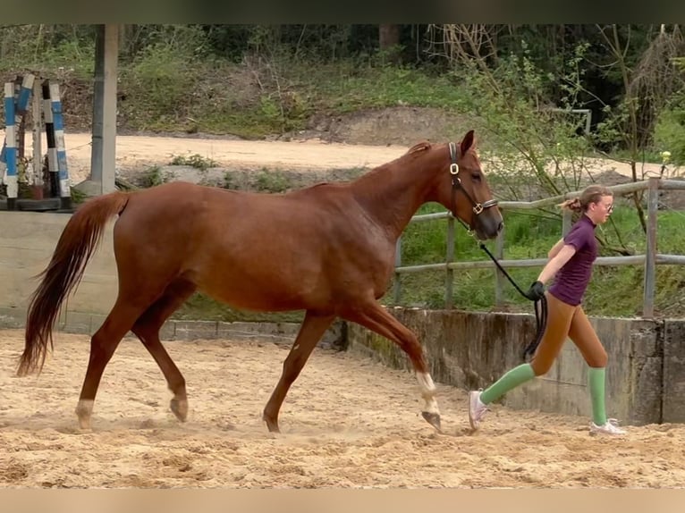 Trakehner Merrie 1 Jaar 170 cm Vos in Wehringen