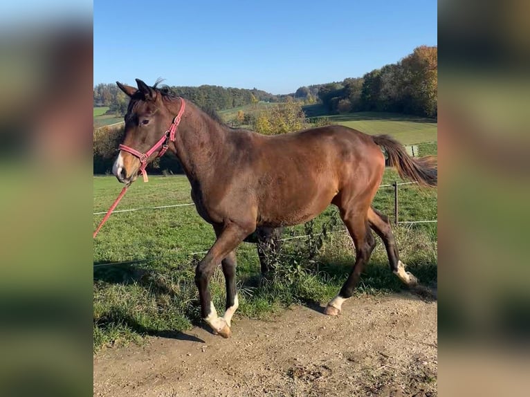 Trakehner Merrie 1 Jaar 175 cm Bruin in Adelsried