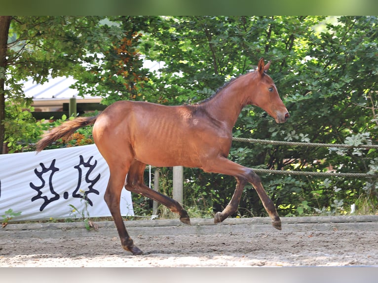Trakehner Merrie 1 Jaar Bruin in Bad Münstereifel