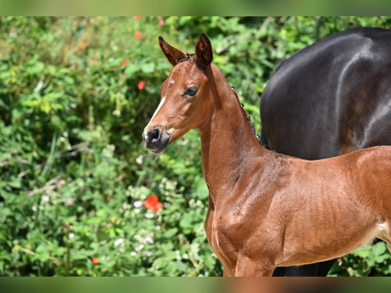 Trakehner Merrie 1 Jaar Bruin in Bismark