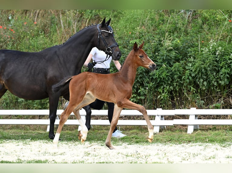 Trakehner Merrie 1 Jaar Bruin in Bismark