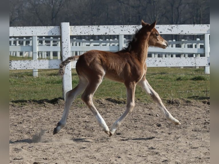 Trakehner Merrie 1 Jaar Bruin in Bad Oldesloe
